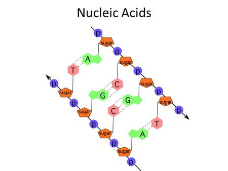 Nucleic Acids Nucleic Acid Basics Contain instructions to build proteins 2 types: – DNA – RNA Composed of smaller units called nucleotides – Monomer: