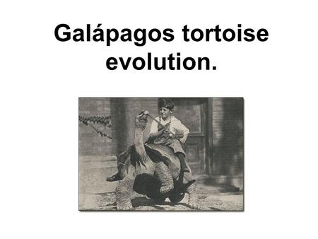 Galápagos tortoise evolution.. Galápagos Islands These islands are very new, they were formed by volcano eruptions only 3 million years ago!