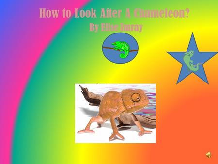 How to Look After A Chameleon? By Elise Imray Where do I buy a chameleon? Chameleons can be found in mainly reptile shops but also some pet shops like.