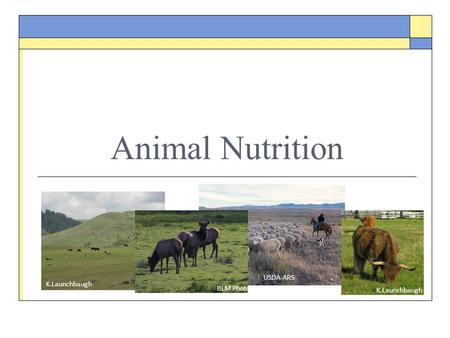 Animal Nutrition K.Launchbaugh USDA-ARS BLM Photo K.Launchbaugh.