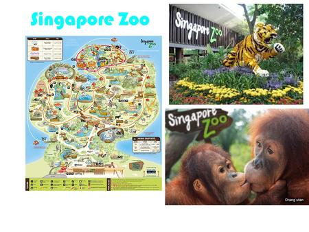 Singapore Zoo. Elephants at Work and Play Show Great Rift Valley of Ethiopia Frozen Tundra Treetops Trail Cat Country.