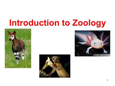 1 Introduction to Zoology. 2 Zoology Scientific study of the diversity of animal life Has many subdivisions based on specific areas of interest.