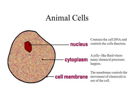 Animal Cells Contains the cell DNA and controls the cells function.