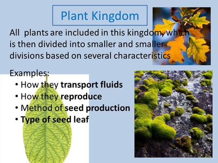 Plant Kingdom All plants are included in this kingdom, which is then divided into smaller and smaller divisions based on several characteristics Examples: