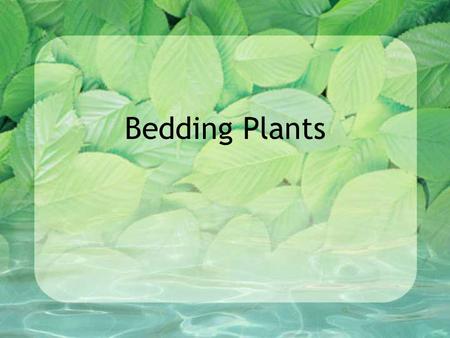 Bedding Plants.