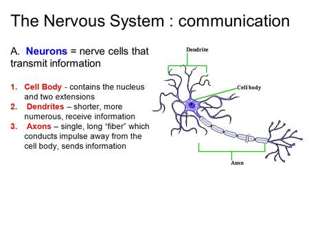 The Nervous System : communication A. Neurons = nerve cells that transmit information 1. Cell Body - contains the nucleus and two extensions 2. Dendrites.