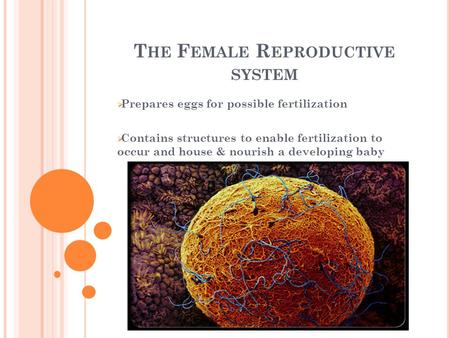 The Female Reproductive system