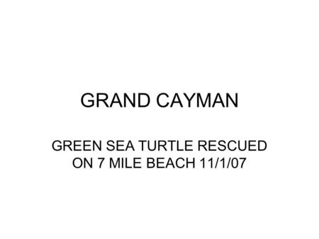 GRAND CAYMAN GREEN SEA TURTLE RESCUED ON 7 MILE BEACH 11/1/07.