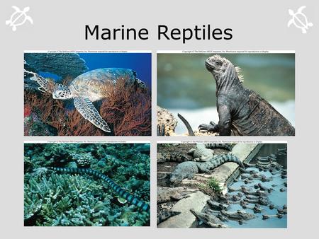Marine Reptiles. Reptiles, Birds, Mammals  Phylum Chordata  Subphylum Vertebrata  3 Classes:  Class Reptilia  Class Aves (birds)  Class Mammalia.