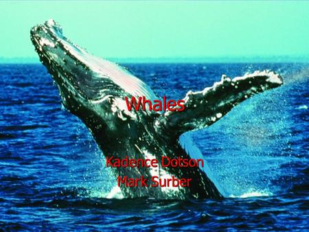 Whales Kadence Dotson Mark Surber. Babies A baby whale is called a calf. A baby whale is called a calf. Some calves are thirteen feet long when they are.