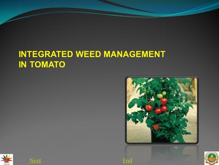 NextEnd INTEGRATED WEED MANAGEMENT IN TOMATO. Introduction  Traditional vegetable-growing areas are usually situated adjacent to waterways, flood plains,