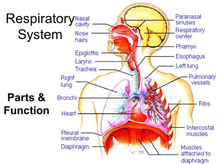 Respiratory System Parts & Function.