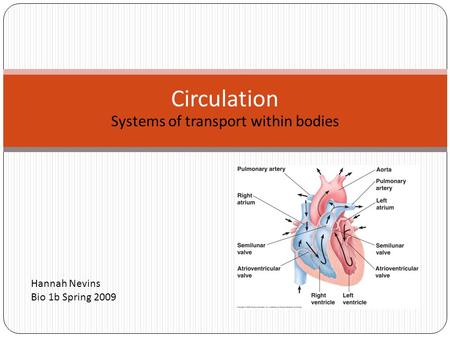 Systems of transport within bodies Circulation Hannah Nevins Bio 1b Spring 2009.