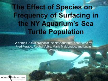 The Effect of Species on Frequency of Surfacing in the NY Aquarium’s Sea Turtle Population A demo UA exit project at the NY Aquarium, conducted by Fred.