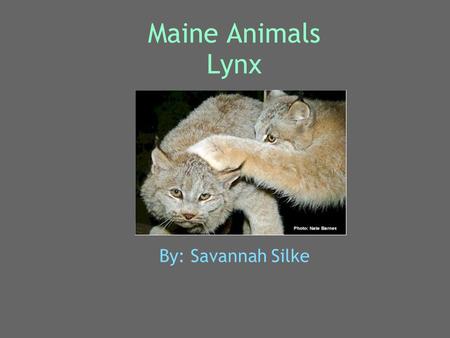 Maine Animals Lynx By: Savannah Silke. Animal's Name My animal is a lynx. Its scientific name is lynx canadensis. The males and females don't have special.