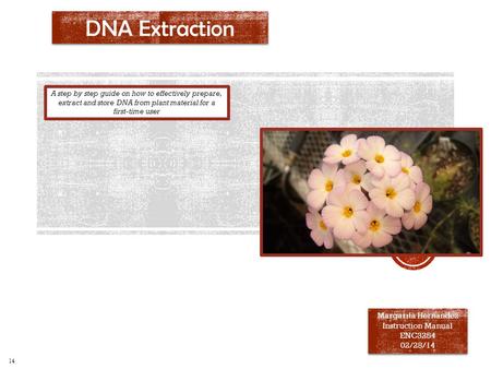 DNA Extraction Margarita Hernandez Instruction Manual ENC3254 02/28/14 Margarita Hernandez Instruction Manual ENC3254 02/28/14 A step by step guide on.