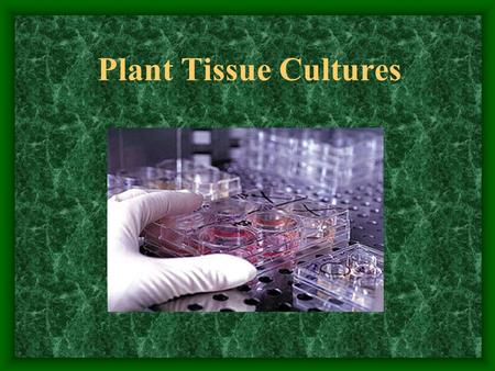 Plant Tissue Cultures.