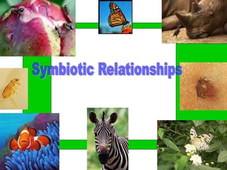 SYMBIOSIS is the interaction between 2 different organisms where at least one benefits –HOST- usually the LARGER of the 2 organisms –SYMBIONT- usually.