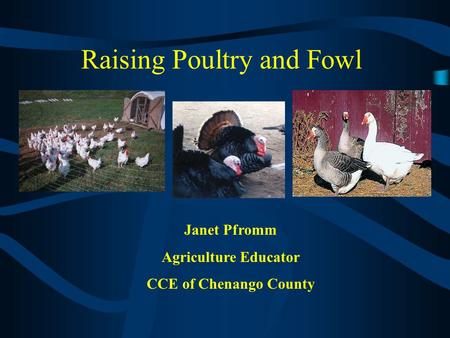 Raising Poultry and Fowl Janet Pfromm Agriculture Educator CCE of Chenango County.
