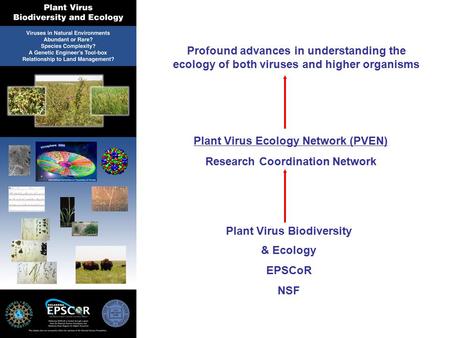 Plant Virus Ecology Network (PVEN) Research Coordination Network Profound advances in understanding the ecology of both viruses and higher organisms Plant.