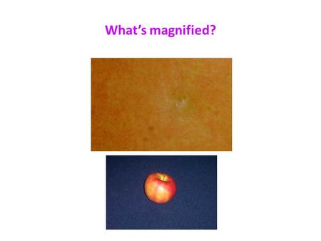 What’s magnified?. Microscopy Microscopes “micro” means small! “scope” means watch/look! Microscopes were first developed as entertainment for the.