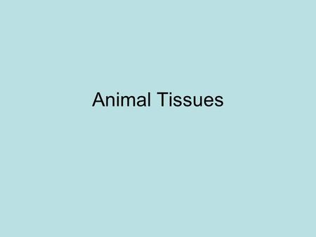 Animal Tissues. Epithelial tissue Simple (single layer) cuboidal (cube shape) Simple columnar (single layer of column shape)