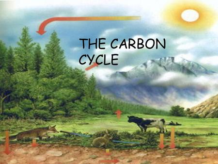 THE CARBON CYCLE 1. 2 What is the Carbon Cycle? The Carbon Cycle is a complex series of processes through which all of the carbon atoms in existence.