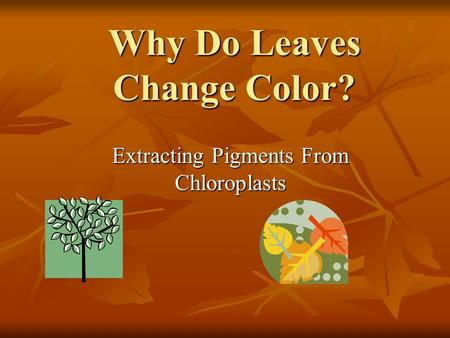 Why Do Leaves Change Color? Extracting Pigments From Chloroplasts.