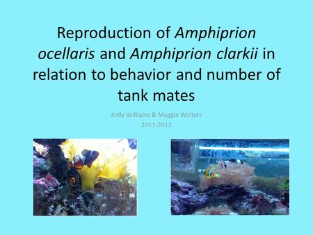 Reproduction of Amphiprion ocellaris and Amphiprion clarkii in relation to behavior and number of tank mates Kelly Williams & Maggie Wolters 2011-2012.