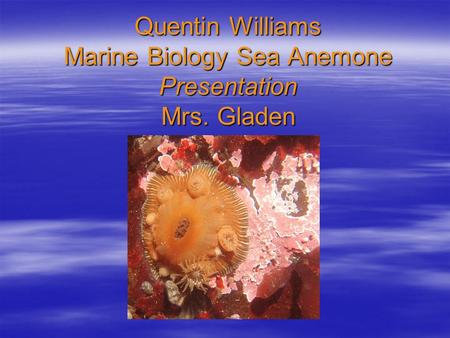 Quentin Williams Marine Biology Sea Anemone Presentation Mrs. Gladen