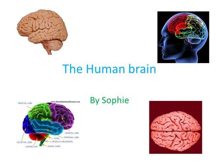 The Human brain By Sophie. What is psychology? Psychology is the study of the mind and behaviour, understanding why human beings behave the way we do.