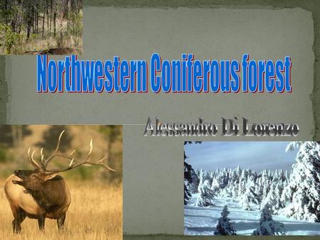 Northwestern coniferous forest is a biome with a lot of tall trees, and wild animals. We can find it in the northwest of U.S.A which is “Canada”.