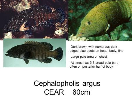 Cephalopholis argus CEAR 60cm -Dark brown with numerous dark- edged blue spots on head, body, fins -Large pale area on chest -At times has 5-6 broad pale.