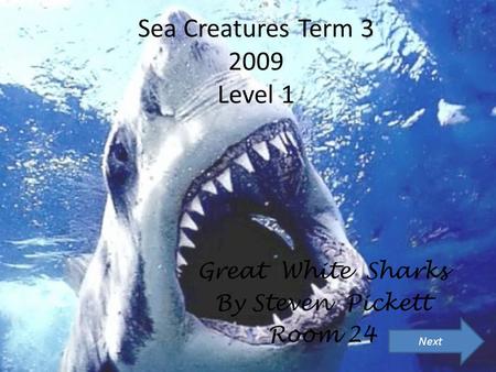 Sea Creatures Term 3 2009 Level 1 Great White Sharks By Steven Pickett Room 24 Next.