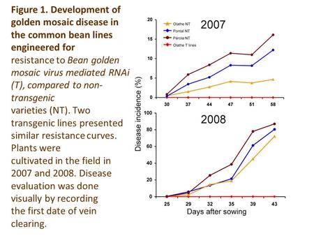 Figure 1. Development of golden mosaic disease in the common bean lines engineered for resistance to Bean golden mosaic virus mediated RNAi (T), compared.