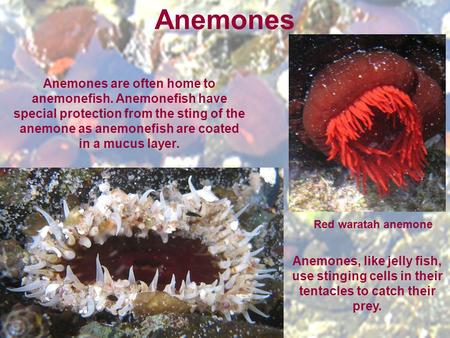 Anemones Red waratah anemone Anemones, like jelly fish, use stinging cells in their tentacles to catch their prey. Anemones are often home to anemonefish.