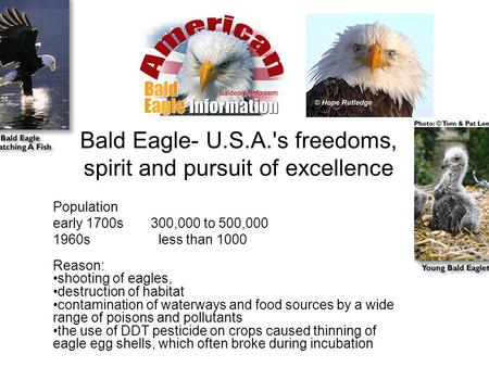 Bald Eagle- U.S.A.'s freedoms, spirit and pursuit of excellence Population early 1700s 300,000 to 500,000 1960s less than 1000 Reason: shooting of eagles,