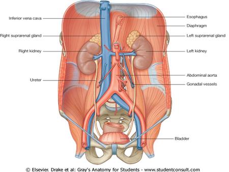 General Organization Of The Kidneys Location : Posterior wall of the abdomen, outside the peritoneal cavity Size :150 grams, size of clenched fist Medial.