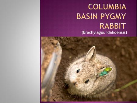 (Brachylagus idahoensis).  A perfect little rabbit  The smallest in north in America  An adult fit easily in to the palm of the hand  The color of.