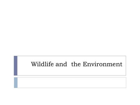 Wildlife and the Environment. What is Wildlife?  Wildlife  All plants, animals, and other living things that have not been domesticated.