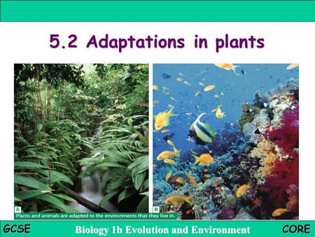 5.2 Adaptations in plants.