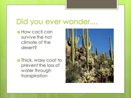 Did you ever wonder....  How cacti can survive the hot climate of the desert?  Thick, waxy coat to prevent the loss of water through transpiration.