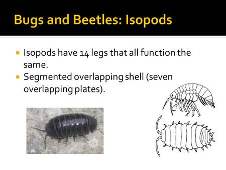  Isopods have 14 legs that all function the same.  Segmented overlapping shell (seven overlapping plates).