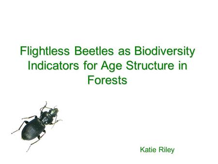 Flightless Beetles as Biodiversity Indicators for Age Structure in Forests Katie Riley.