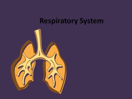 Respiratory System. Functions of the Respiratory System The main function is respiration – The exchange of gasses between the body and the environment.