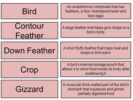 Bird An endothermic vertebrate that has feathers, a four chambered heart and lays eggs Contour Feather A large feather that helps give shape to a bird’s.