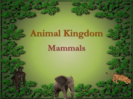 Animal Kingdom Mammals. Phylum Chordata Evolutionary relationships.