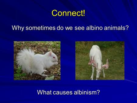 Connect! Why sometimes do we see albino animals? What causes albinism?
