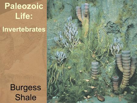 Paleozoic Life: Invertebrates Burgess Shale.