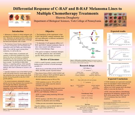 Differential Response of C-RAF and B-RAF Melanoma Lines to Multiple Chemotherapy Treatments Shawna Dougherty Department of Biological Sciences, York College.
